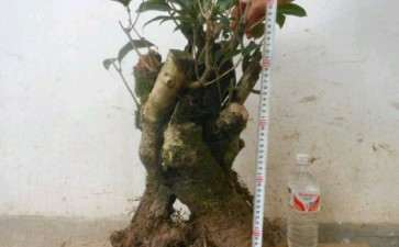 刚买的桂花下山桩 可以吗 图片