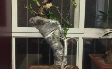 为什么原生嫁接桂花下山桩 南方不好养