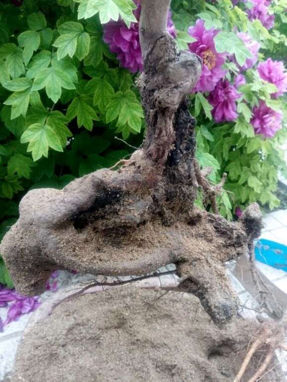 第一次玩桂花下山桩接根