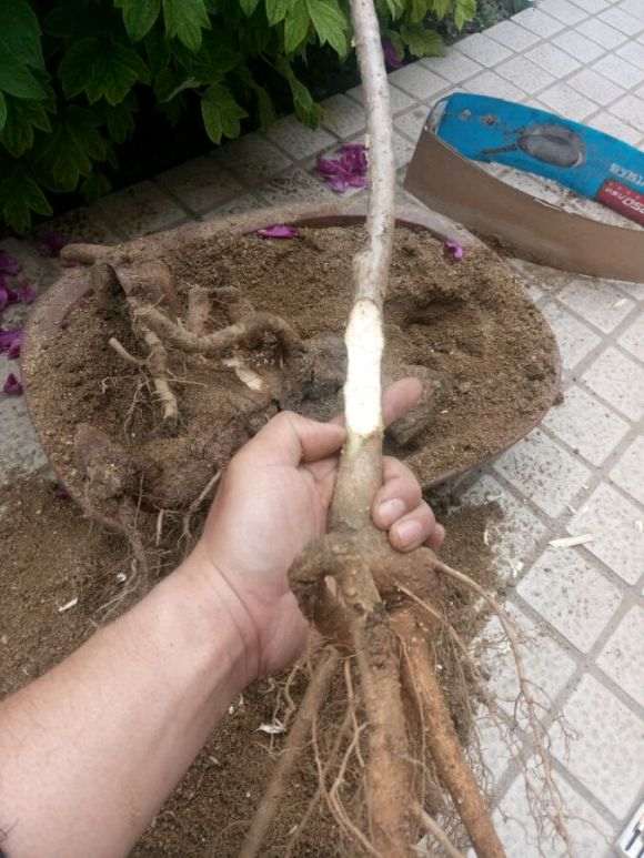 第一次玩桂花下山桩接根