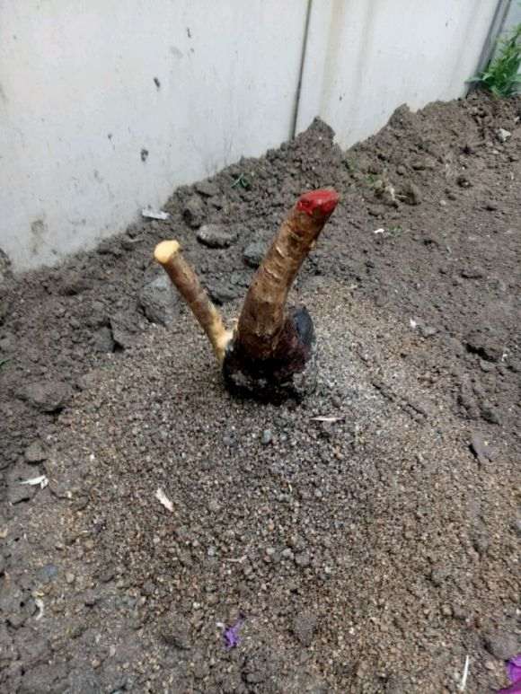 第一次玩桂花下山桩接根