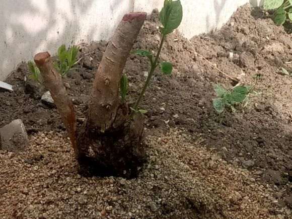 第一次玩桂花下山桩接根