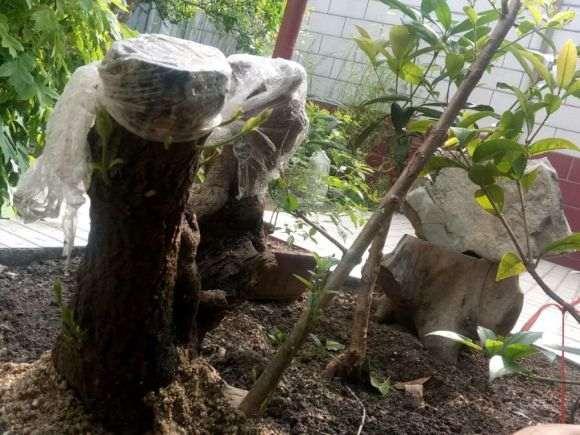 第一次玩桂花下山桩接根