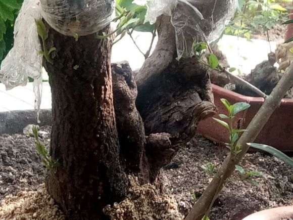 第一次玩桂花下山桩接根