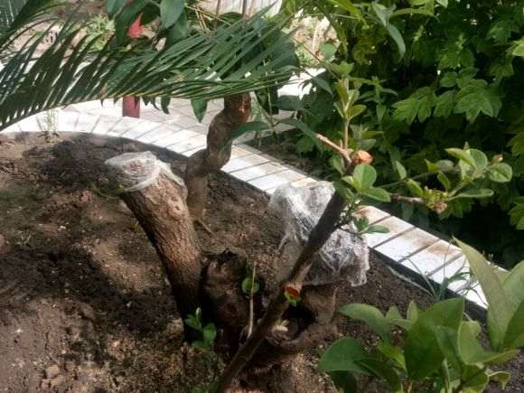 第一次玩桂花下山桩接根