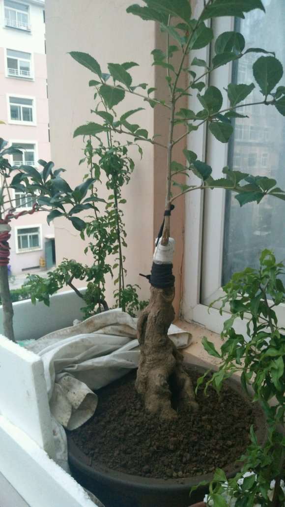 桂花下山桩靠老金桂 还是沉香桂 最好