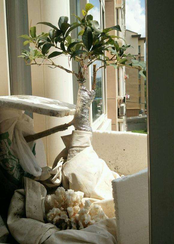 桂花下山桩靠老金桂 还是沉香桂 最好