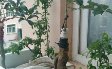 桂花下山桩靠老金桂 还是沉香桂 最好