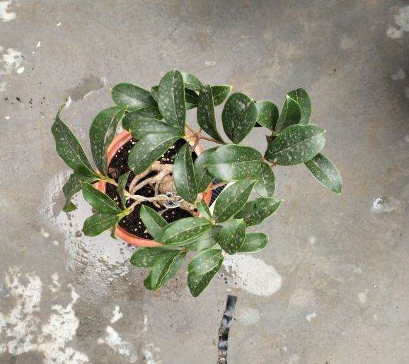 幸亏桂花下山桩旺 拙劣的技术也成活