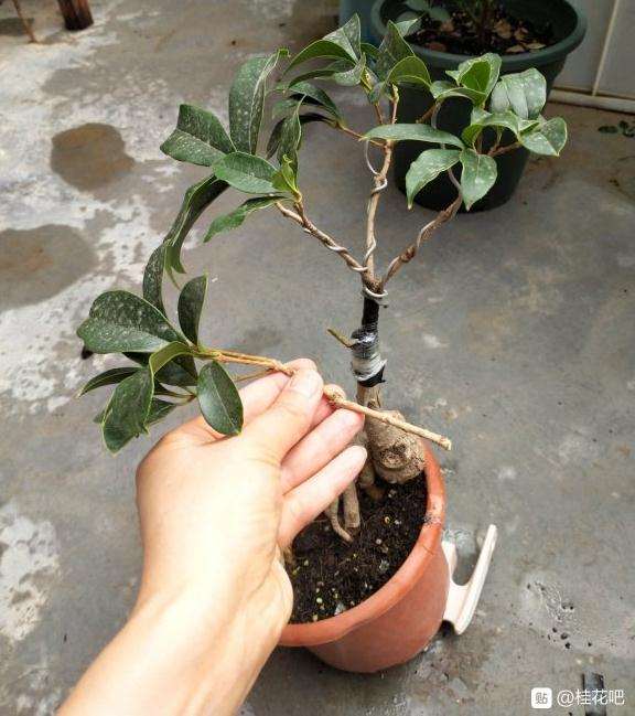 幸亏桂花下山桩旺 拙劣的技术也成活