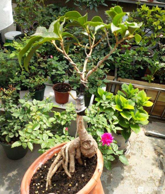 幸亏桂花下山桩旺 拙劣的技术也成活