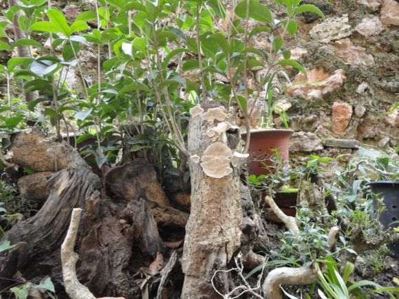 我的桂花下山桩 也长林芝