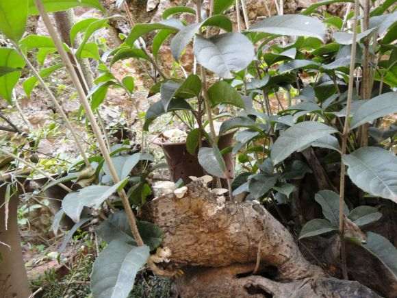 我的桂花下山桩 也长林芝