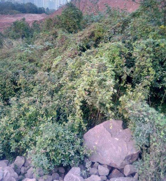 季节桂花树去头挖下山桩能养活吗