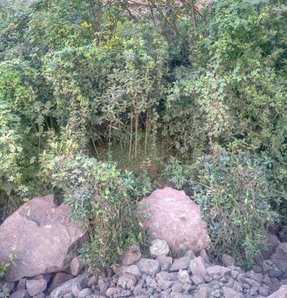 季节桂花树去头挖下山桩能养活吗