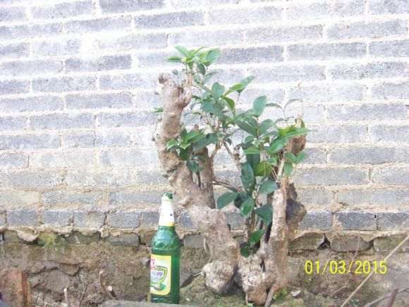 种了一年多的桂花下山桩 240元