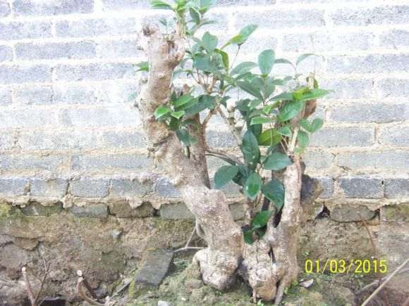 种了一年多的桂花下山桩 240元