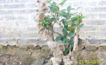 种了一年多的桂花下山桩 240元 买的