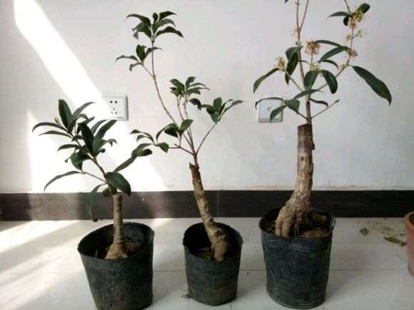 桂花嫁接下山桩能不能养出原生