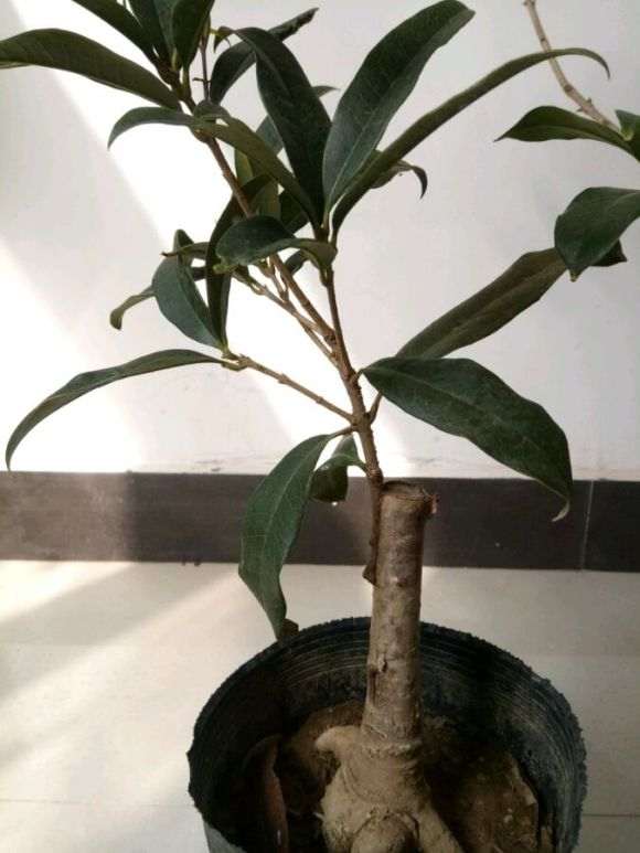 桂花嫁接下山桩能不能养出原生