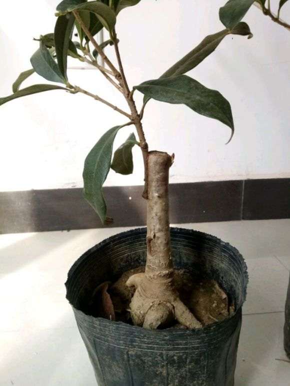 桂花嫁接下山桩能不能养出原生