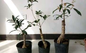 桂花嫁接下山桩能不能养出原生 图片