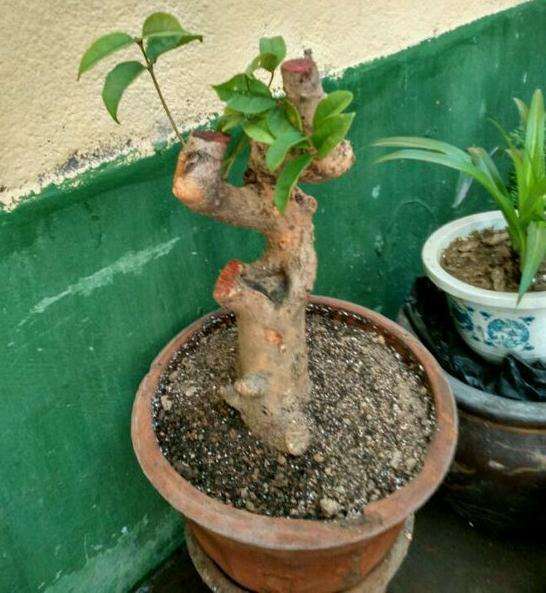 买了两棵桂花下山桩