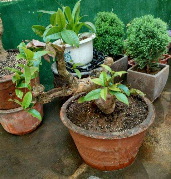 买了两棵桂花下山桩