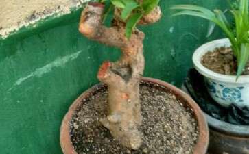 买了两棵桂花下山桩 可以吗 图片