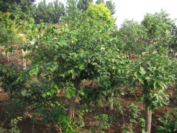 刚刚靠接的桂花下山桩