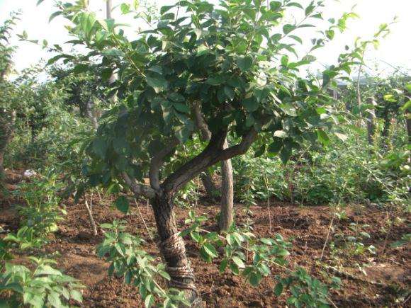 刚刚靠接的桂花下山桩