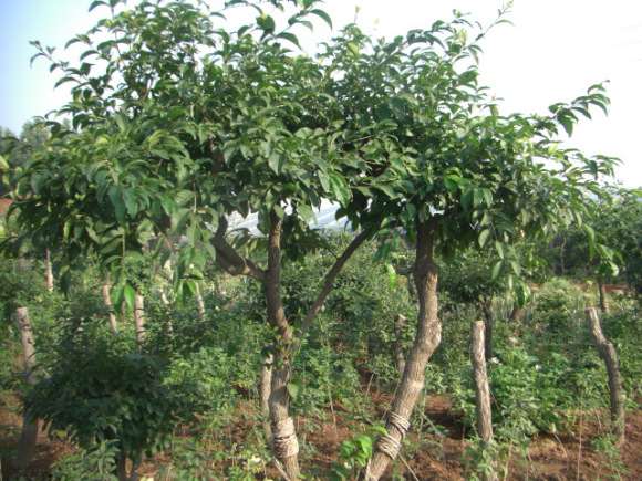 刚刚靠接的桂花下山桩