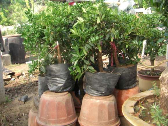 刚刚靠接的桂花下山桩