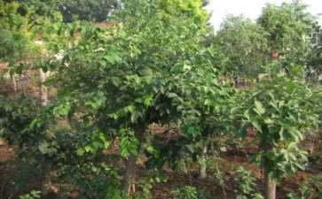 刚刚靠接的桂花下山桩 可以吗 看图片