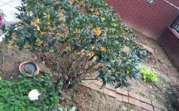 桂花下山桩可以吗 老婆一直很嫌弃 图片