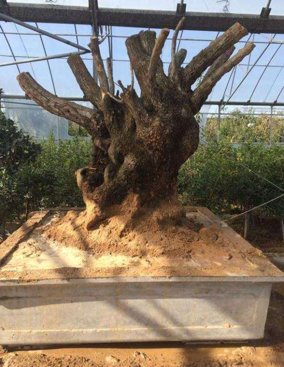 千年桂花下山桩做成大型盆景