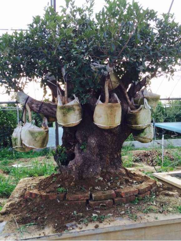 千年桂花下山桩做成大型盆景