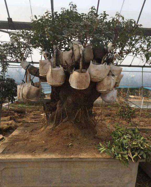 千年桂花下山桩做成大型盆景