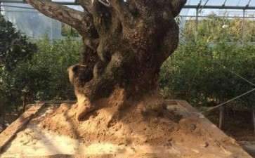 千年桂花下山桩做成大型盆景 图片