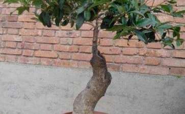 大叶女贞怎么嫁接桂花下山桩的4个方法