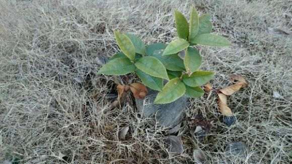 这金桂花下山桩头怎么样 图片