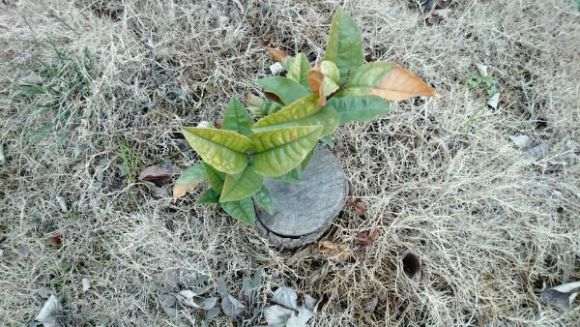 这金桂花下山桩头怎么样 图片