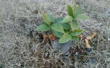 这金桂花下山桩头可以吗 图片