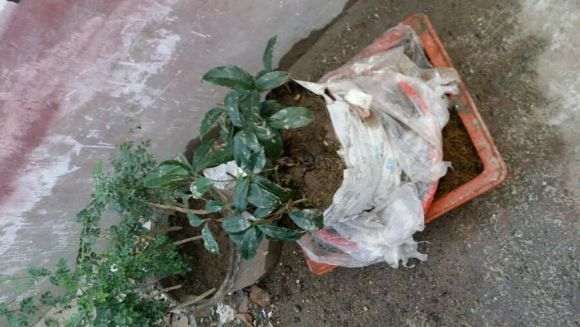 关于养桂花下山桩的一点小见意