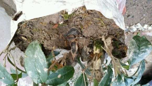 关于养桂花下山桩的一点小见意