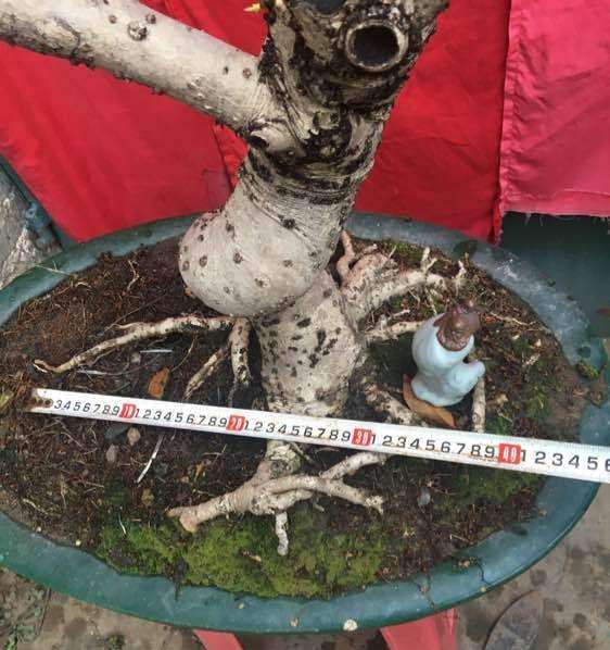 四季桂花下山桩熟桩