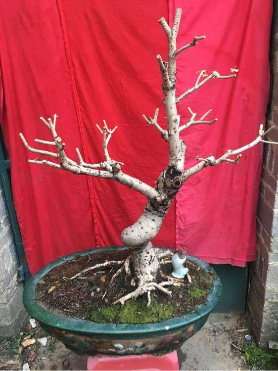 四季桂花下山桩熟桩