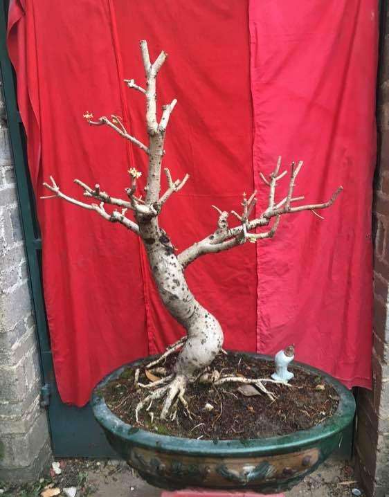 四季桂花下山桩熟桩