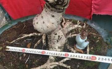 四季桂花下山桩熟桩 图片