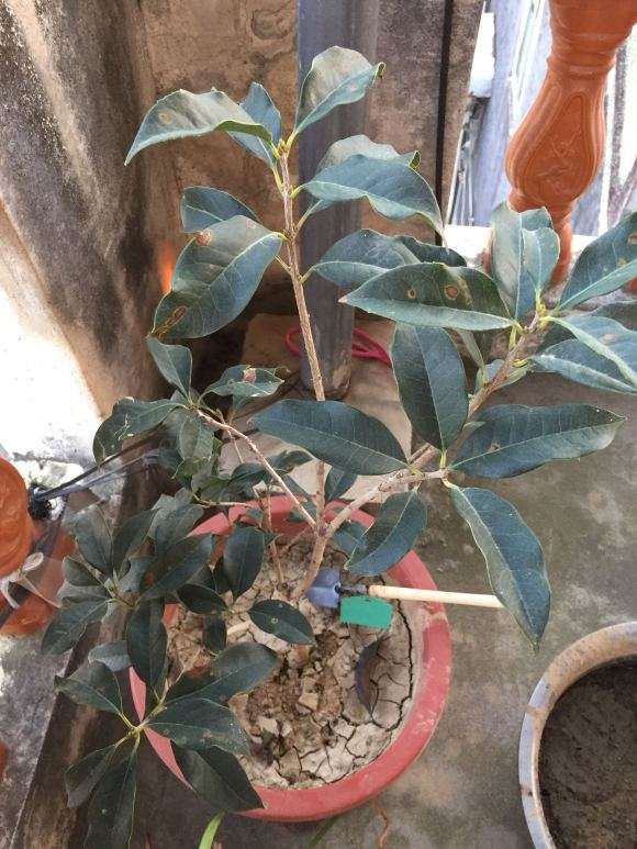 桂花下山桩1年了 不见长 怎么办